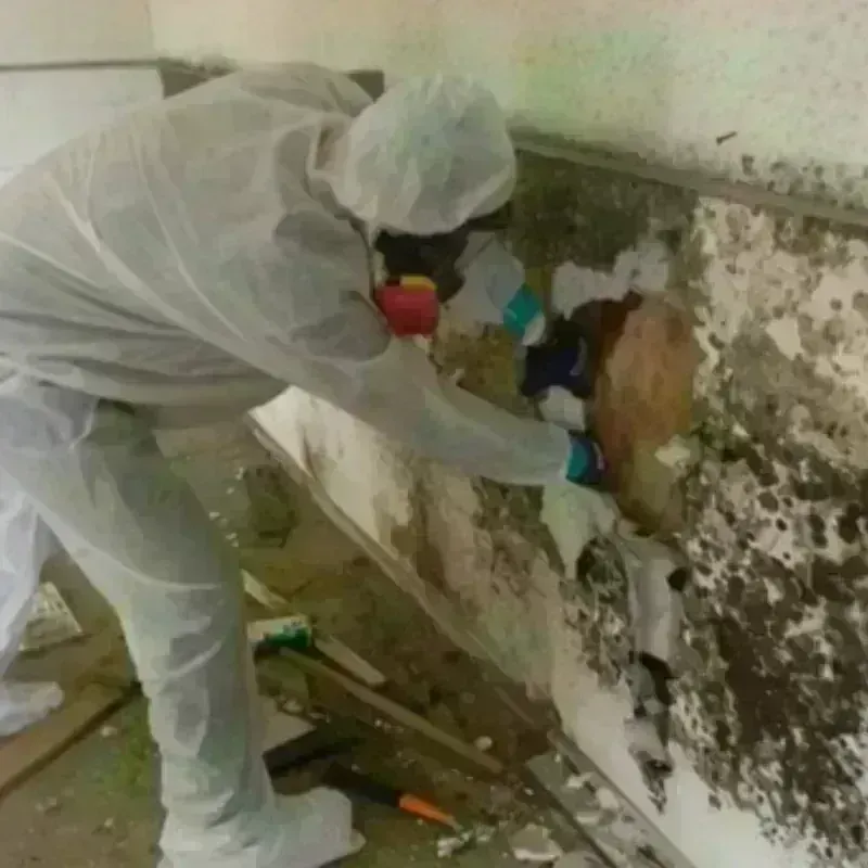 Mold Remediation and Removal in East Brunswick, NJ